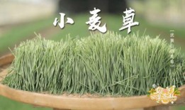 青草合集在线观看,在线观看，感受青春的律动与梦想的翅膀